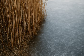 Узкая тропа к льду проходит через кромку сухого тростника