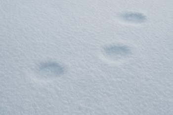 Шероховатый снег покрывает лёд и старые лунки